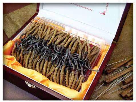 三家镇冬虫夏草回收